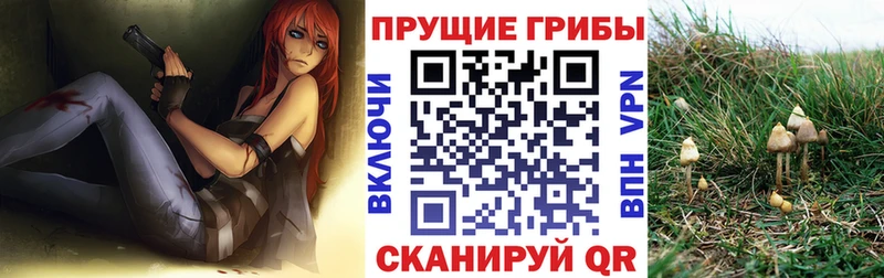 как найти закладки  Оренбург  Псилоцибиновые грибы Psilocybe 